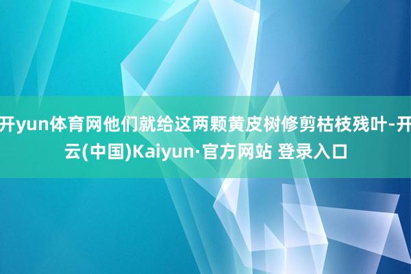 开yun体育网他们就给这两颗黄皮树修剪枯枝残叶-开云(中国)Kaiyun·官方网站 登录入口